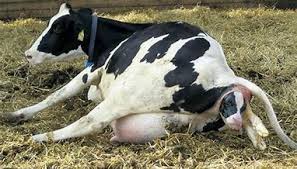 Calving Tips