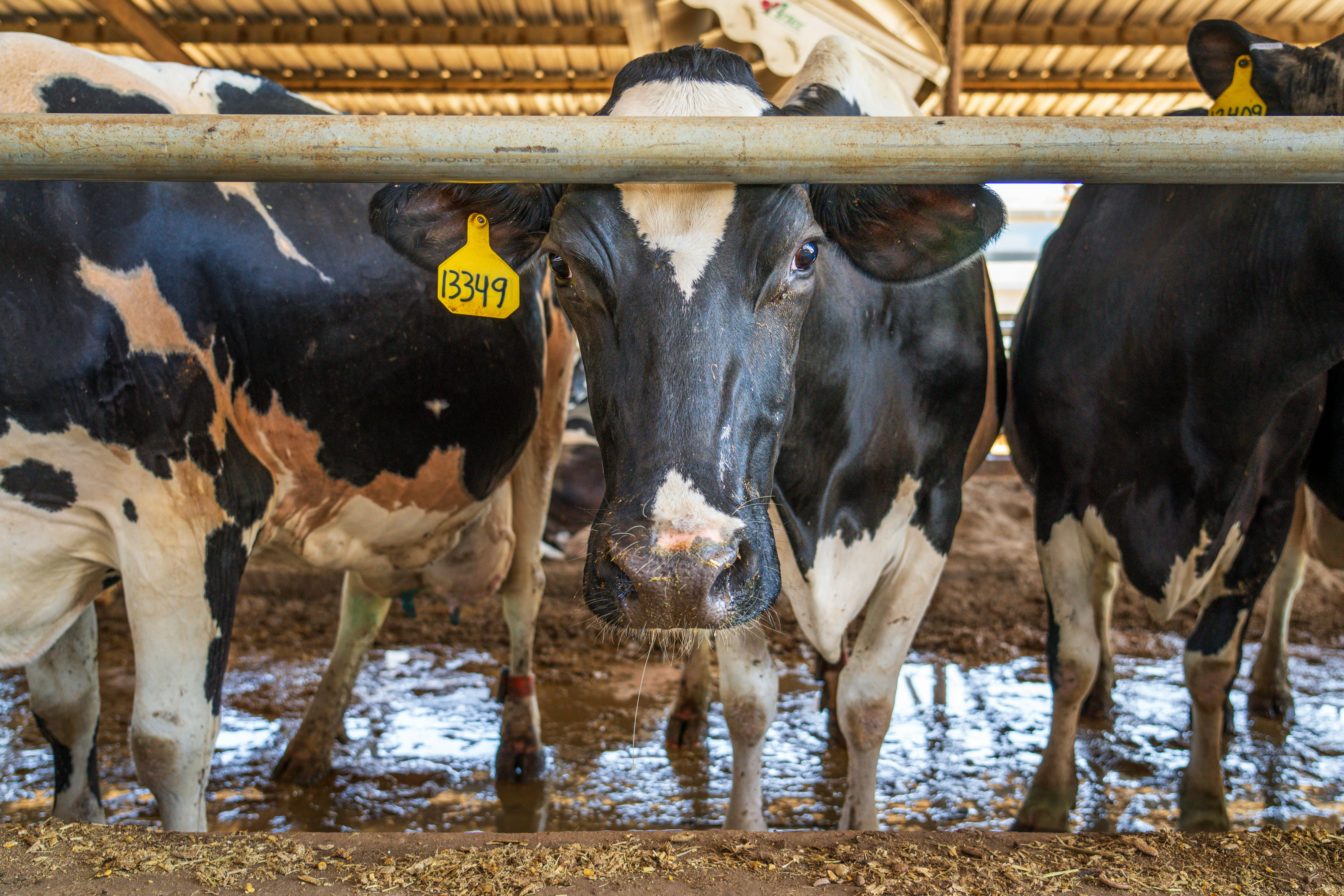 Mulesi Dairy Farm Bungoma