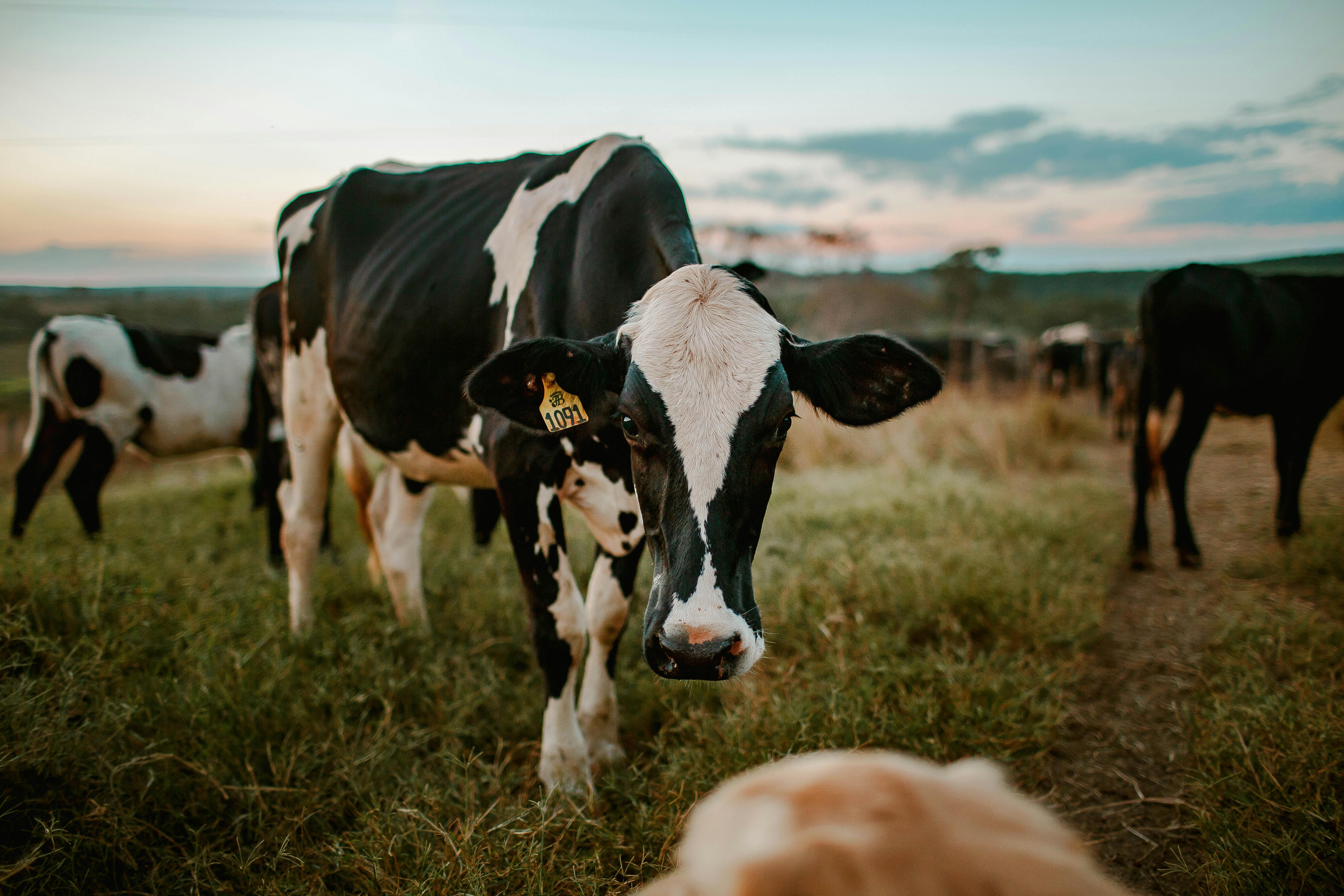 Mulesi Dairy Farm Cows