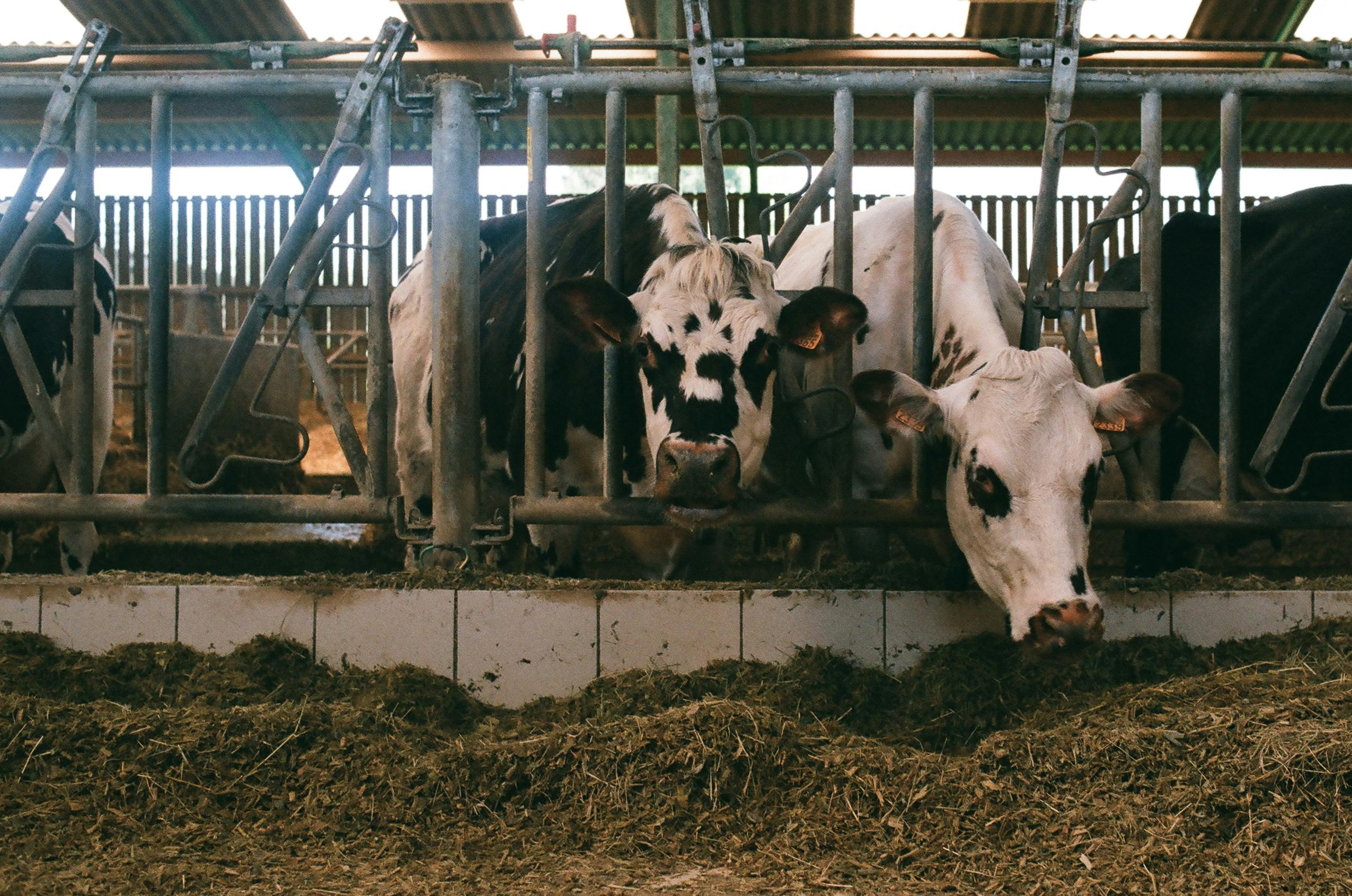 Animal Care at Mulesi Dairy