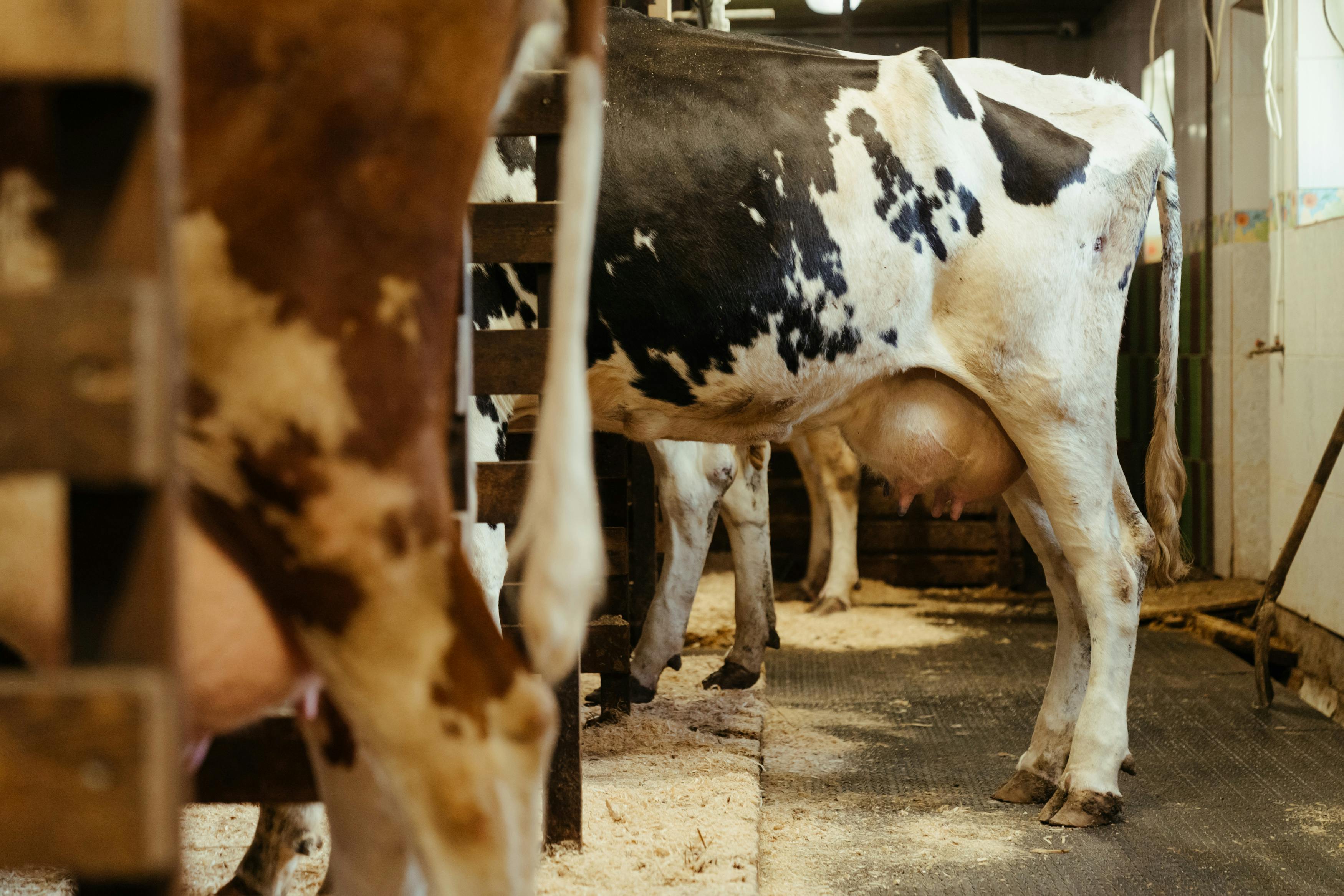 Dairy Feeding Program