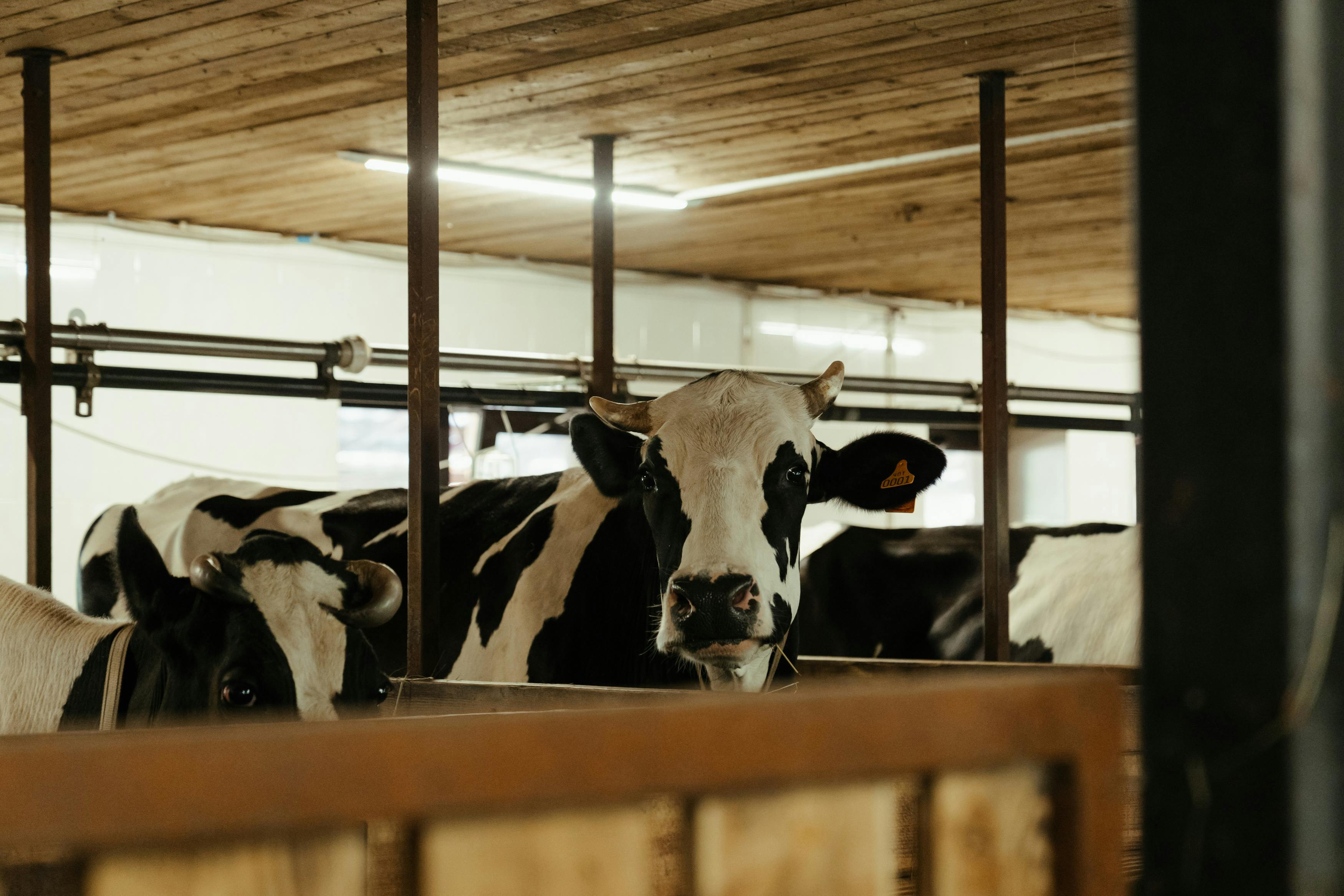 Milk Hygiene Process