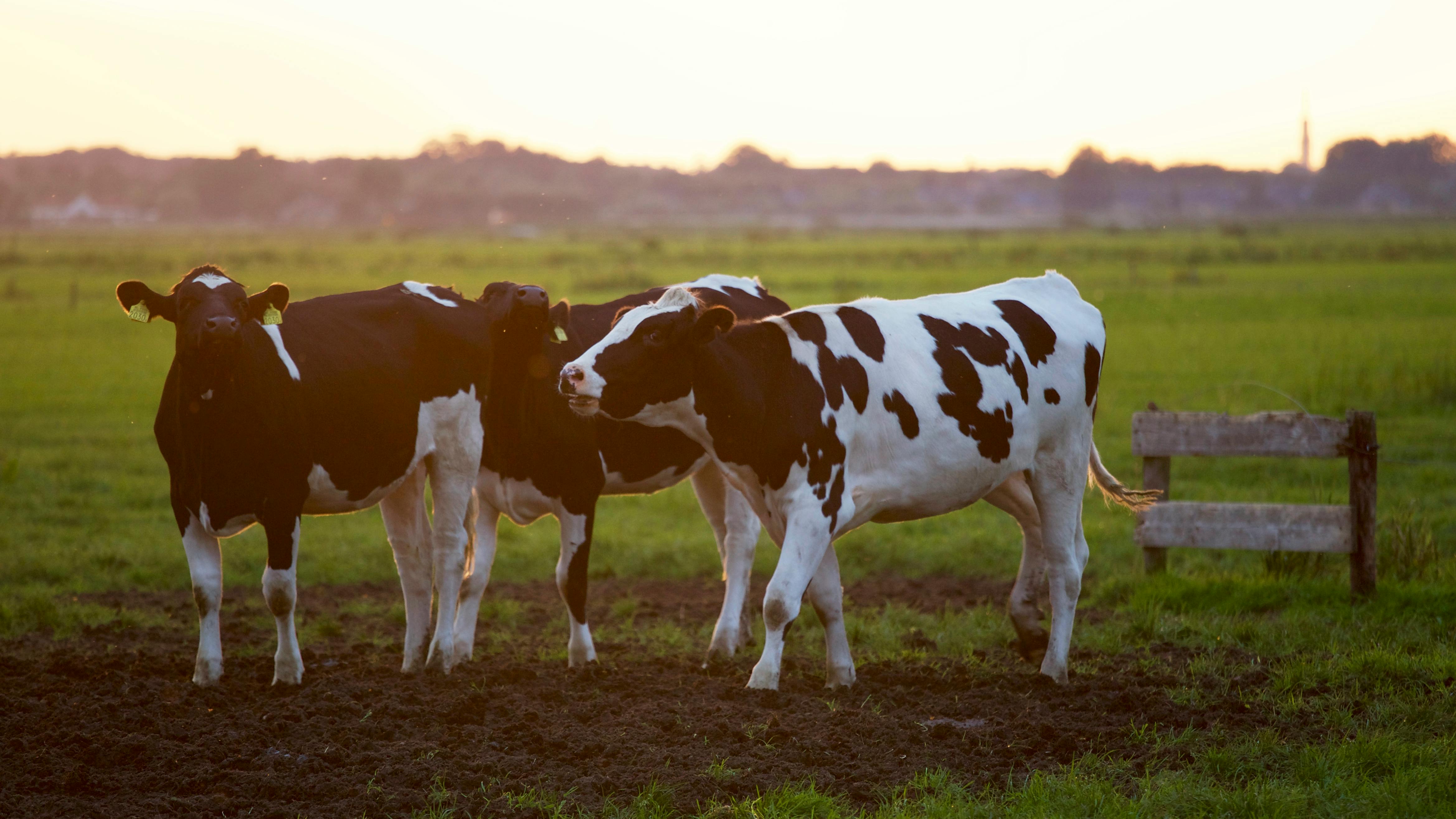 Dairy Management System