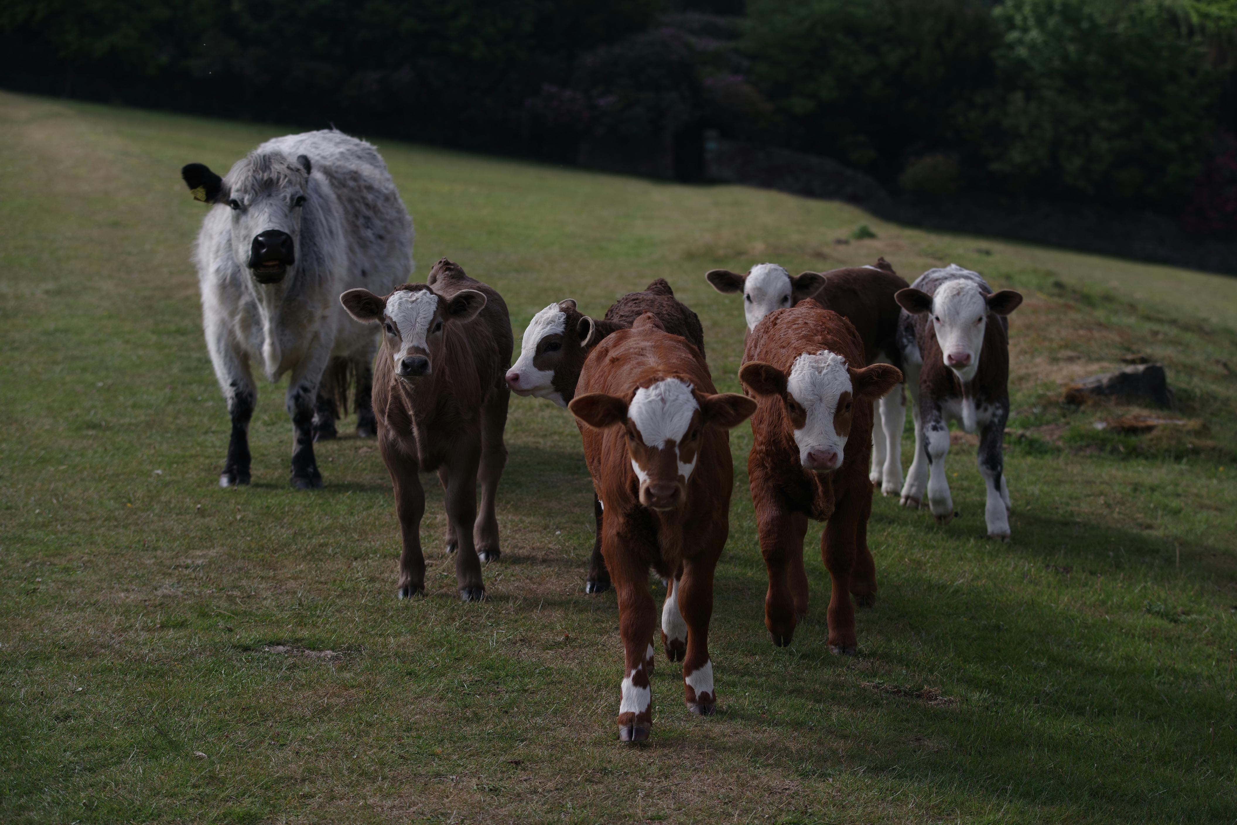 Mulesi Dairy Operations
