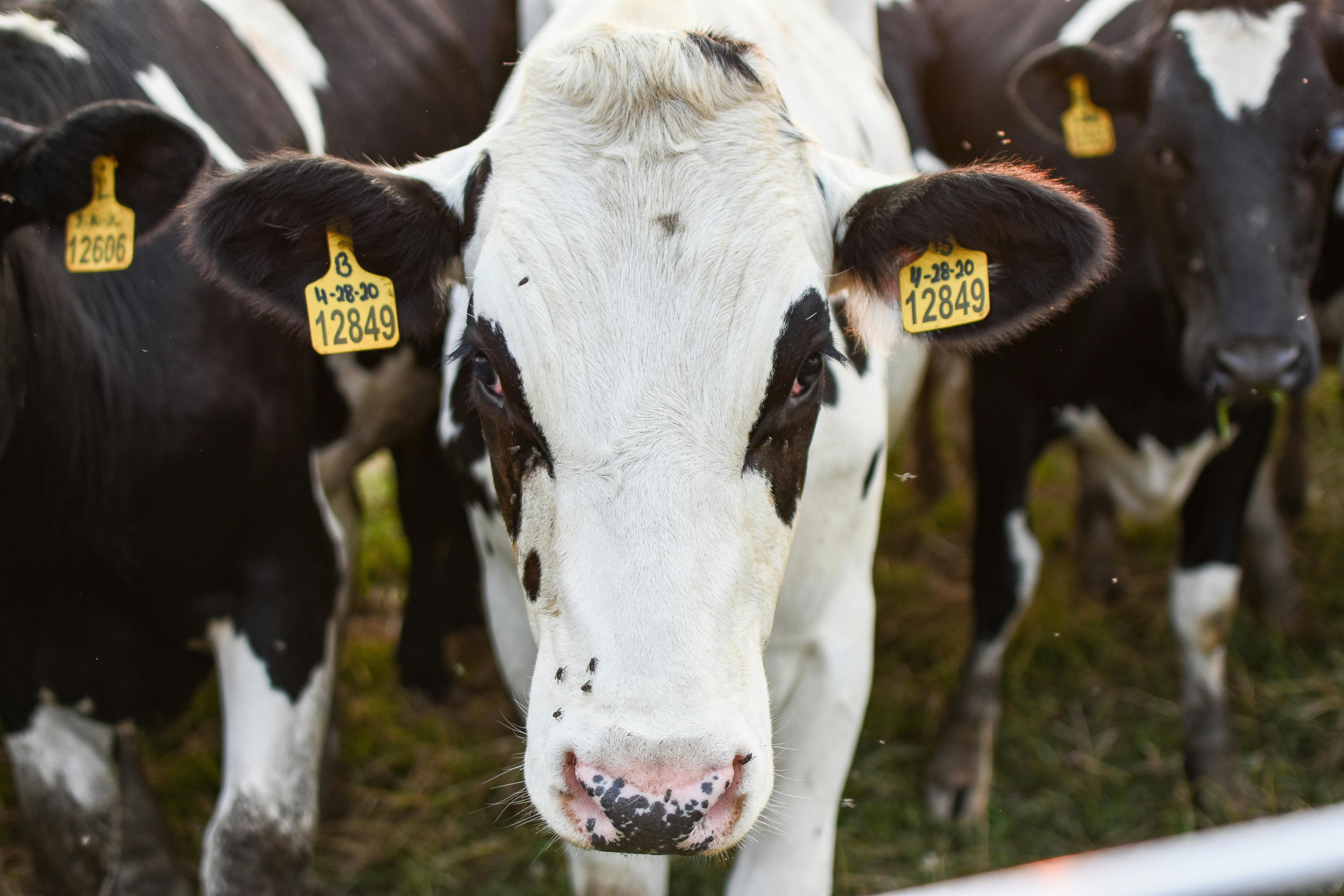 Dairy Training